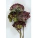 HYDRANGEA MACROPHYLLA 10" Burgandy-